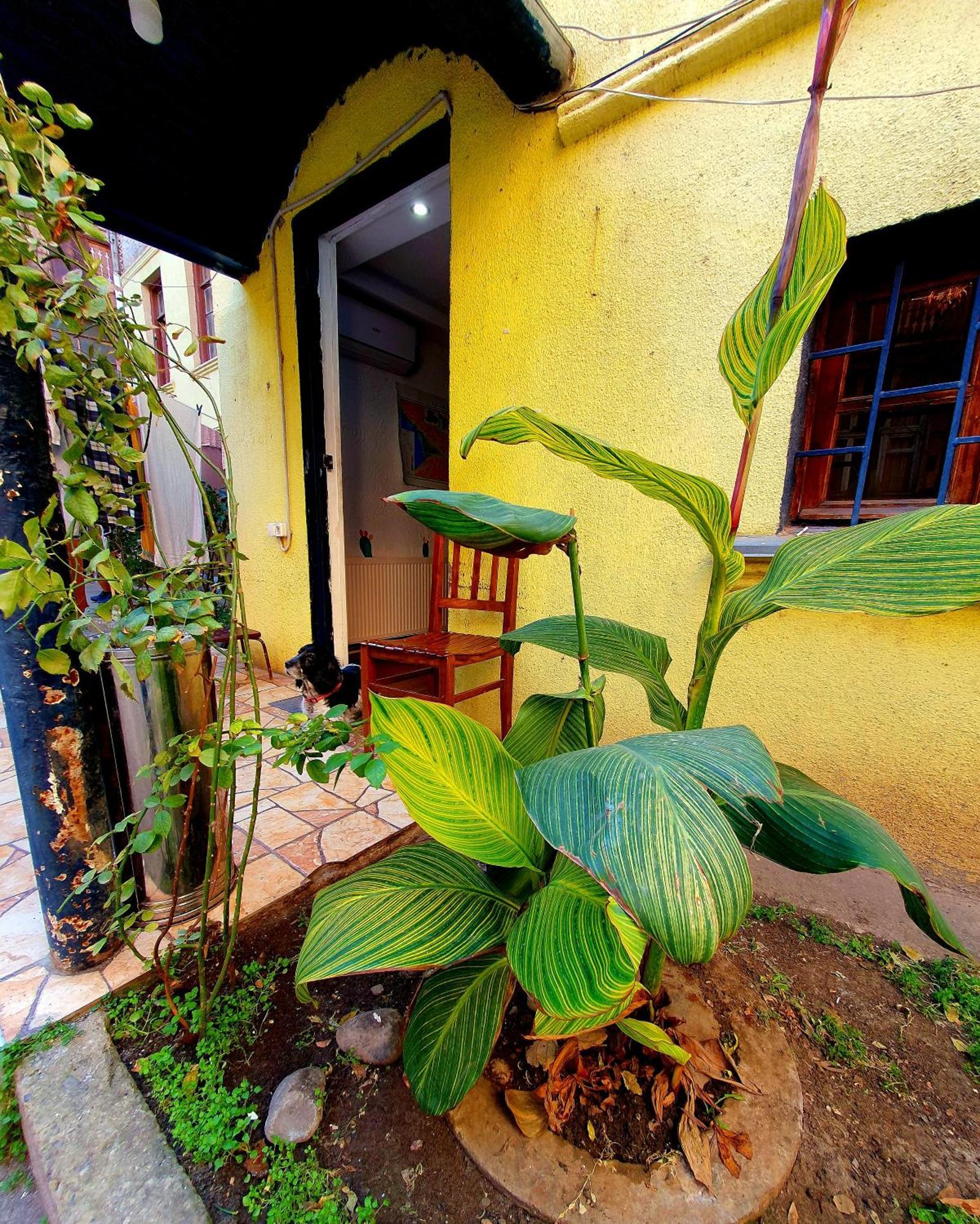 Machabelli 11A Hostel 第比利斯 外观 照片